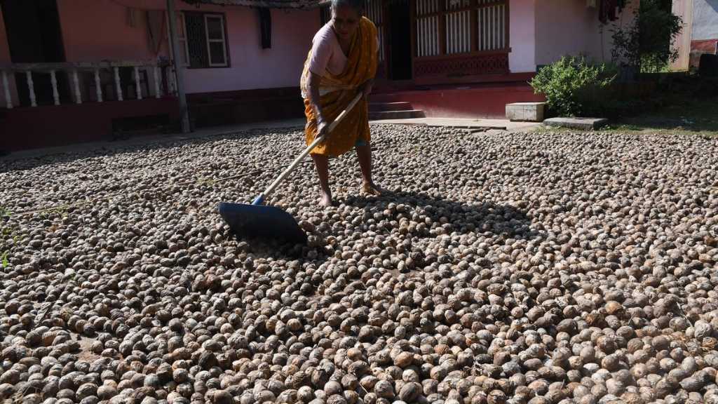 Cooperative bodies marketing arecanut seek tax cut to 5% on copper sulphate