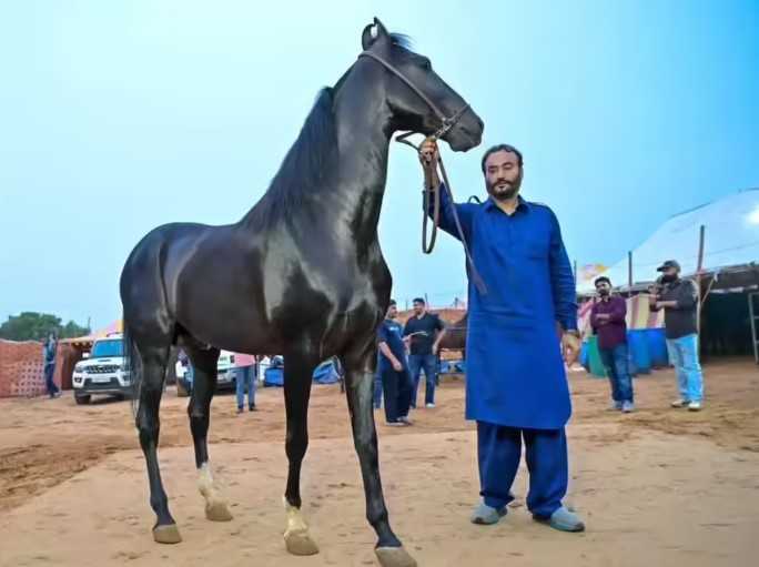 Govt introduces GST on horse sales, as Pushkar fair attracts buyers