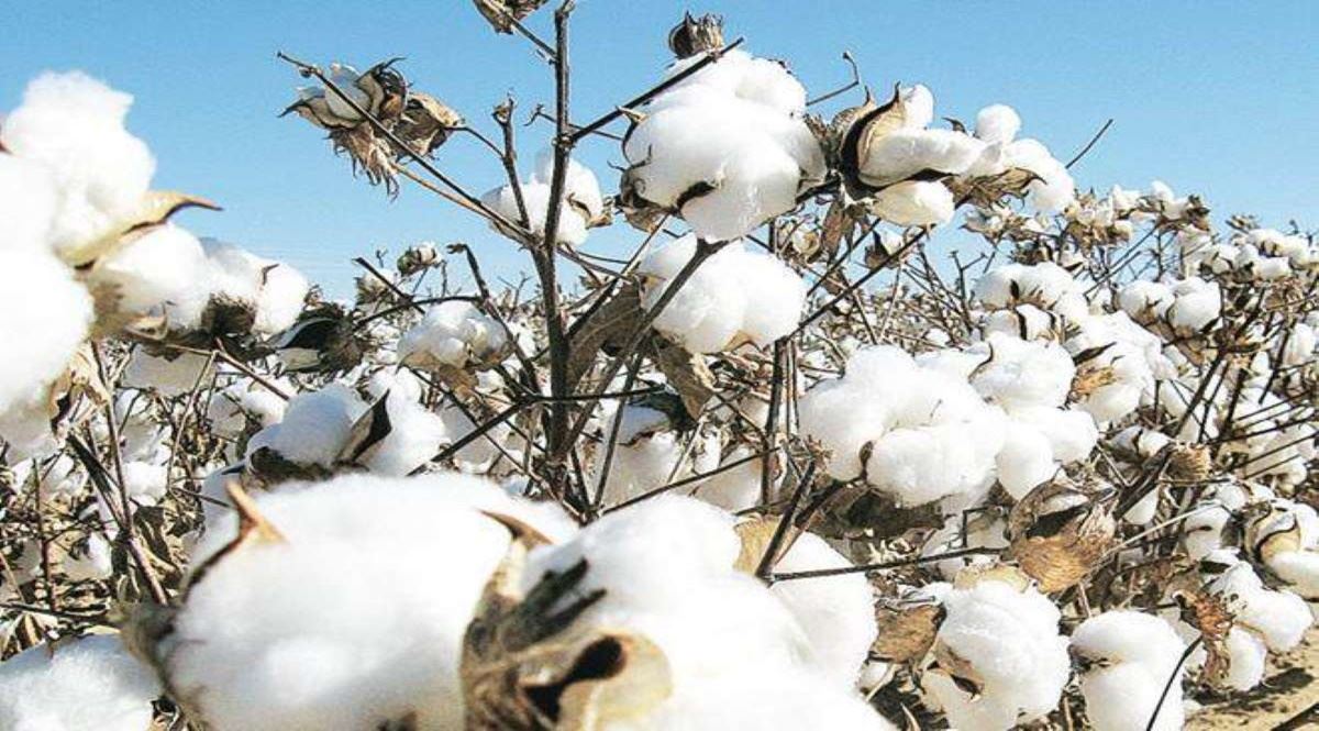 Centre waives off customs duty on cotton imports till Sept 30, 2022 w.e.f. April 14, 2022