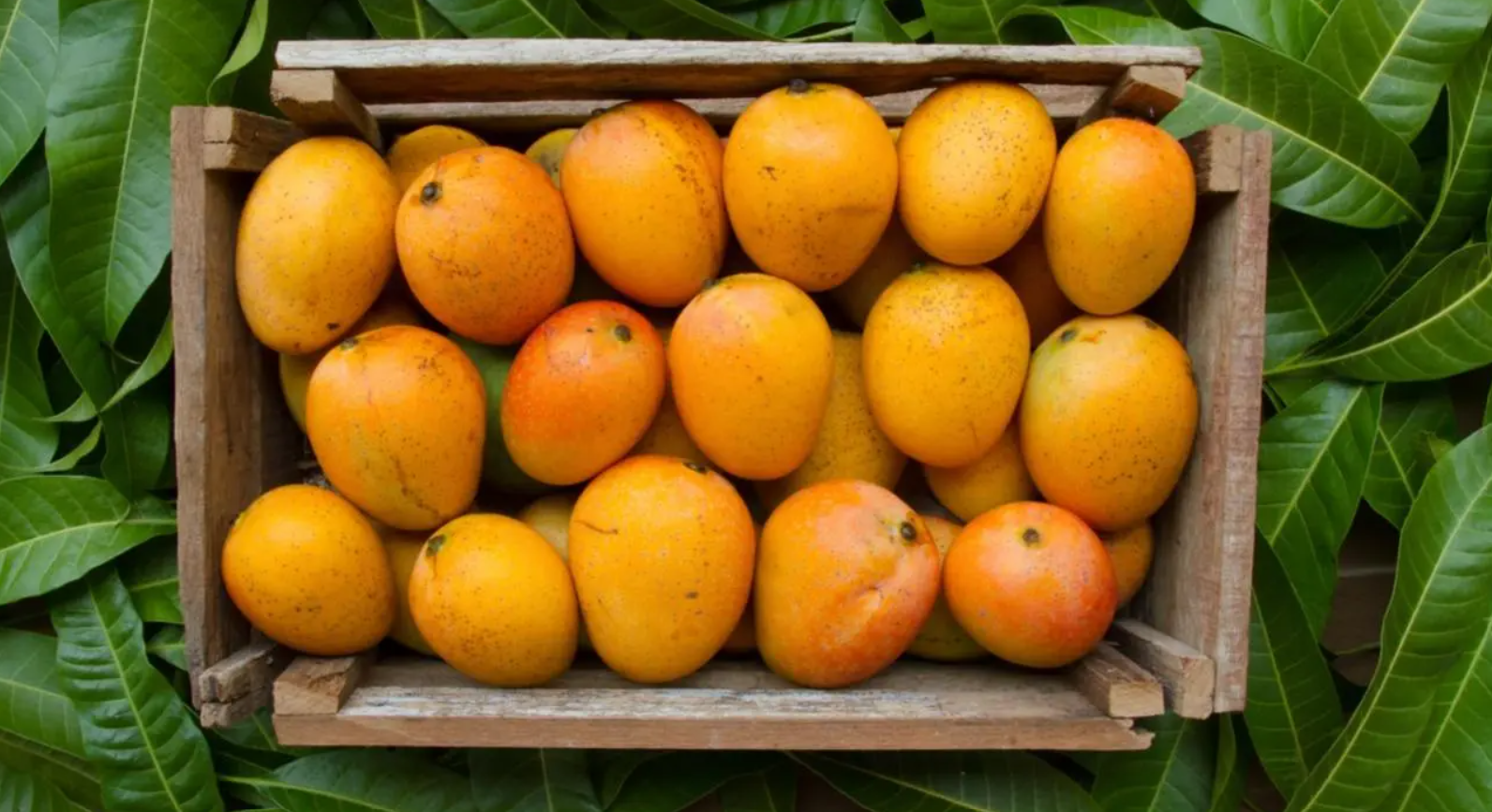 Gujarat High Court rules mango pulp attracts 12% GST since July 2017