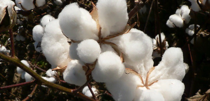 GST payment issue paralyses cotton purchase in Khammam