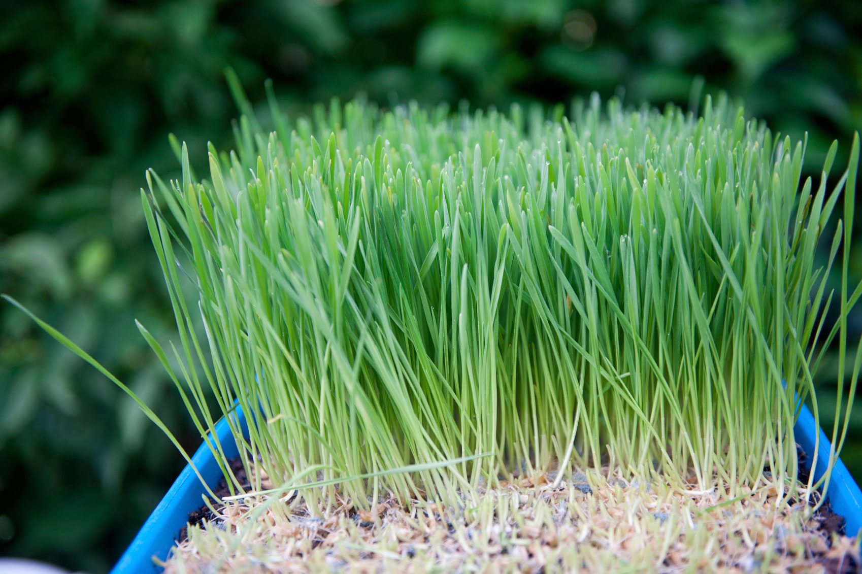 DGFT amends the Export policy of broken rice from Free to Prohibited