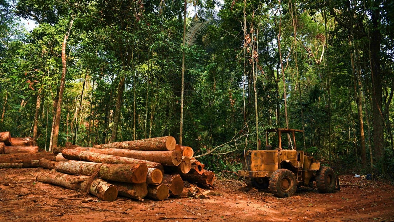Uttarakhand court cancels bail of prime conspirator in illegal timber trade case