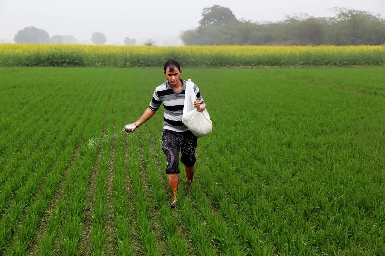 GST cut on micronutrient fertilisers brings relief to farmers
