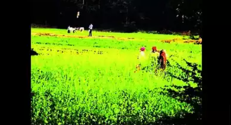 GST on mustard: Arhtiyas in Charkhi Dadri stop buying