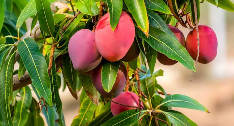 Why a GST cut on fizzy drinks might boost India’s fruit farmers