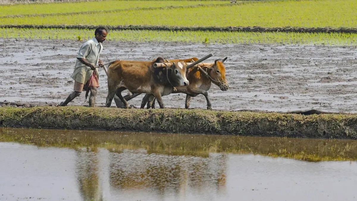 Record agri output in 2025 amid GST cuts, US tariffs; seed, pesticide bills eyed for 2026