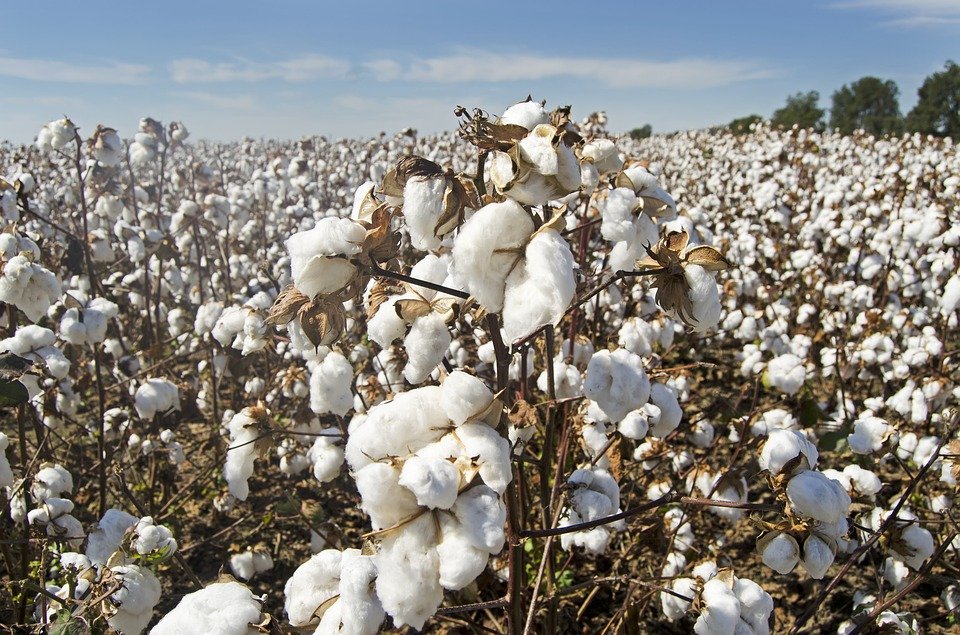Cotton Stored by CCI in Warehouses taxable @ 18% GST